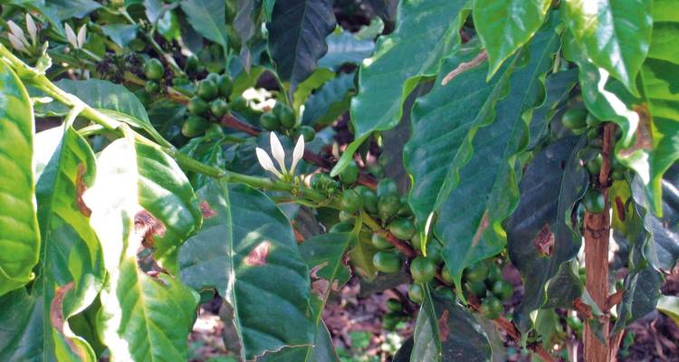 Koffieplant met groene bessen.