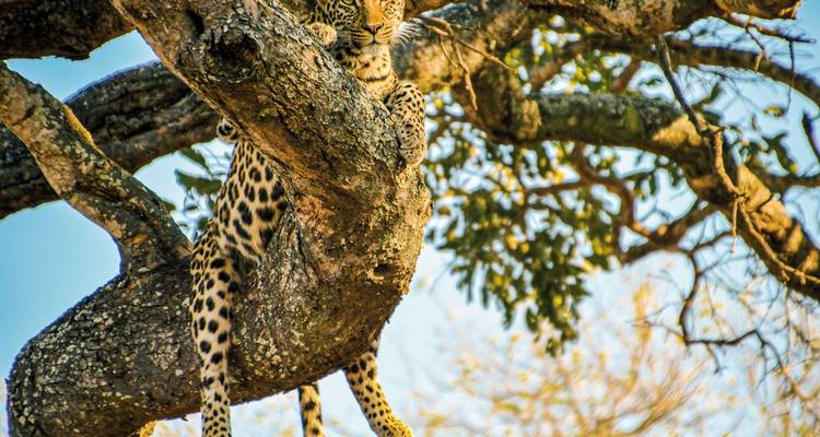 Ein Leopard, der auf einem Ast ruht.