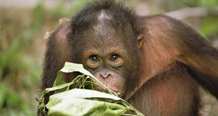 Orangutan eating leaves in a forest setting.