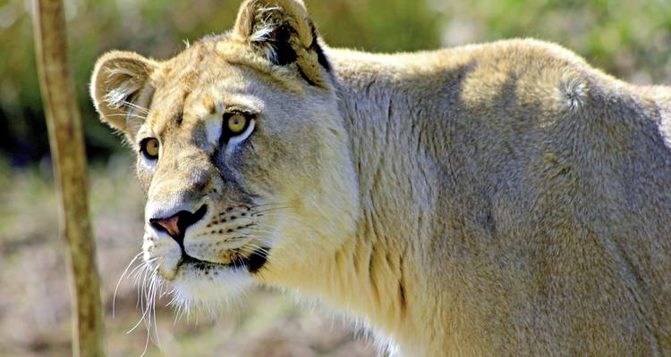 Leeuwin in een grasrijke habitat die aandachtig kijkt.