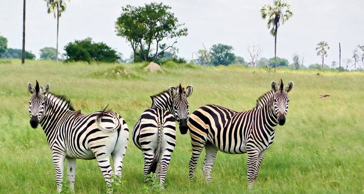 Un grupo de cebras paradas en un paisaje herboso.