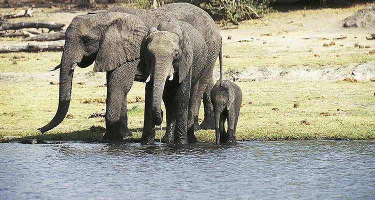 Famille d'éléphants buvant de l'eau au bord d'un lac.