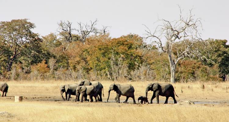 Troupeau d'éléphants traversant une prairie sèche.