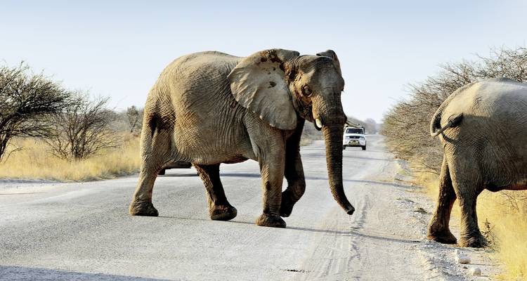 Elefanten überqueren eine Straße im Etosha-Nationalpark mit Fahrzeugen im Hintergrund.