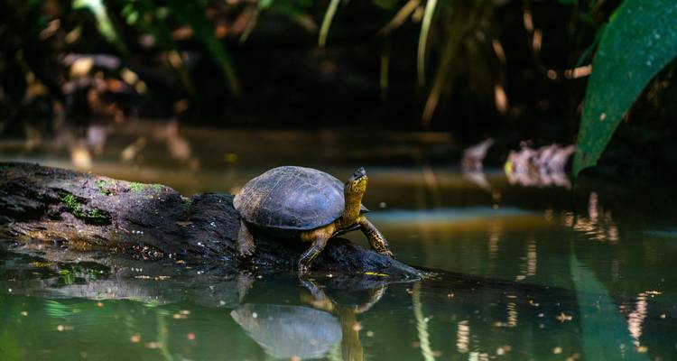 Eine Schildkröte, die sich auf einem Baumstamm in einem ruhigen, spiegelnden Gewässer sonnt.