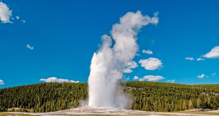 Old Faithful geiser die uitbarst tegen een bosachtergrond