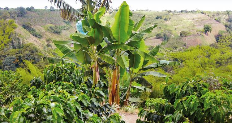 Üppige grüne Landschaft mit Bananenpflanzen und sanften Hügeln.