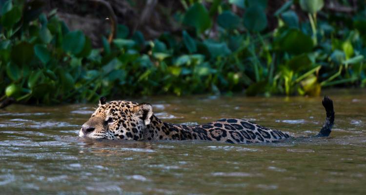 Jaguar zwemmend in een rivier omringd door groene vegetatie.
