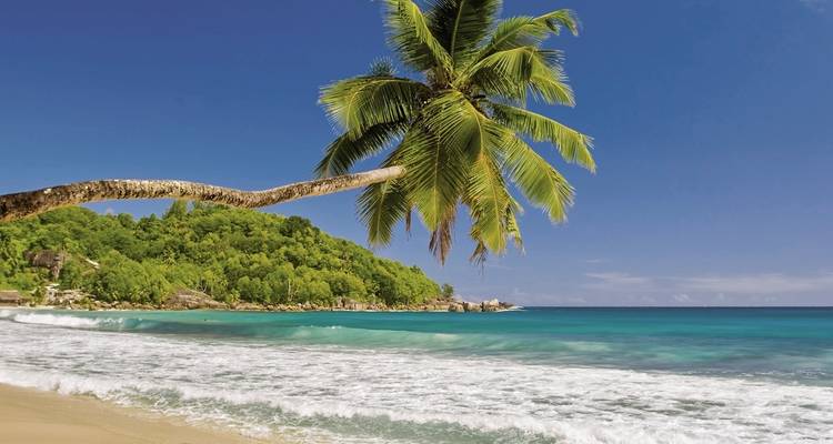 Palme hängt über einen Sandstrand mit blauem Ozean.