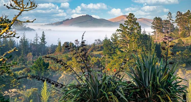 Foggy valley landscape with native vegetation in the foreground.