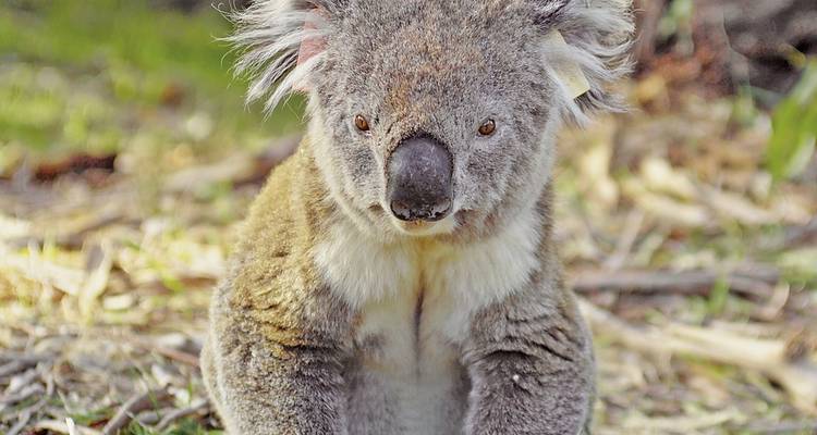 Nahaufnahme eines Koalas, der auf dem Boden sitzt, mit unscharfem Hintergrund.