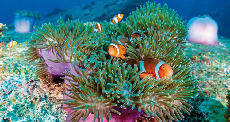 Clownfische zwischen Seeanemonen in einer farbenfrohen Unterwasserszene.