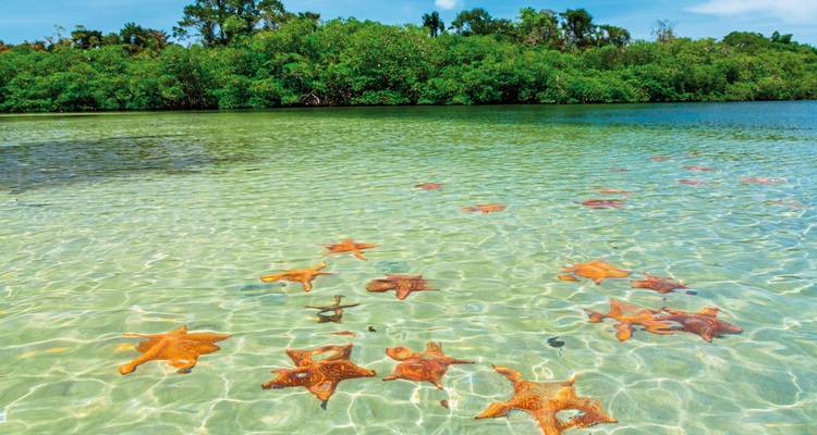 Shallow water with starfish visible on the sand.