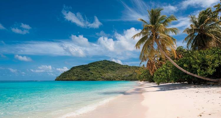 Palm trees on a sandy beach under a clear blue sky.