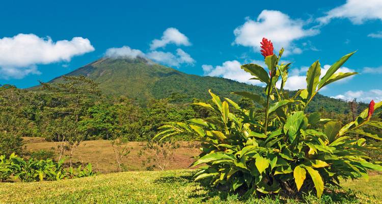 Vulkan Arenal mit lebendiger Flora im Vordergrund.