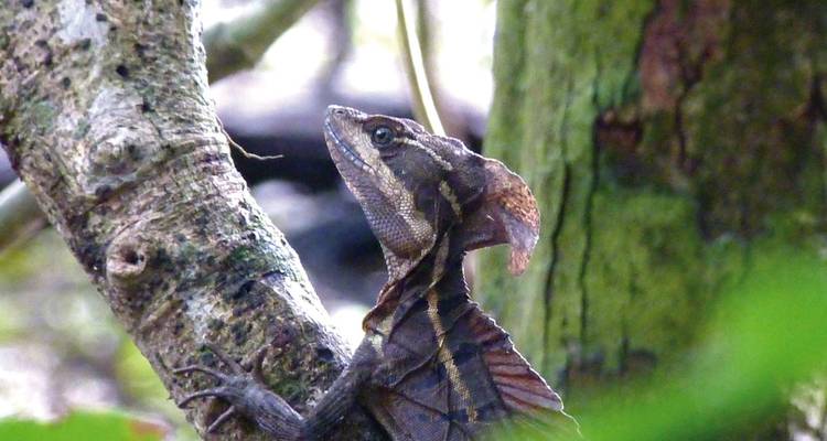 Eine Echse klammert sich an einen Baumstamm in einer üppigen Waldumgebung.