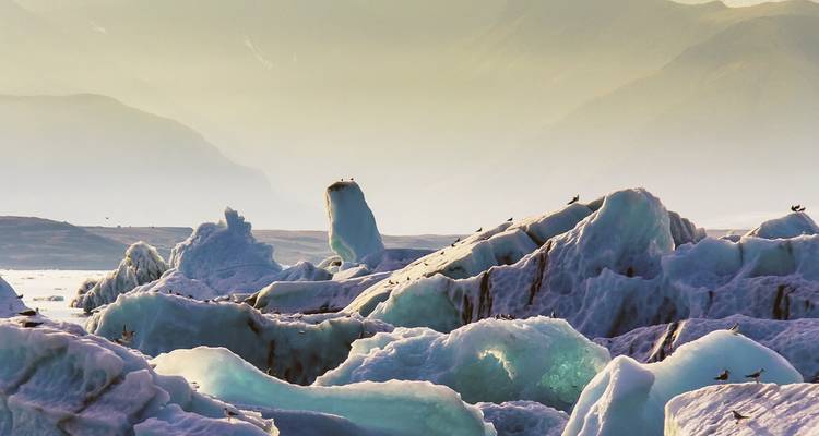 Schwimmende Eisberge mit darauf sitzenden Vögeln unter einem dunstigen Himmel.