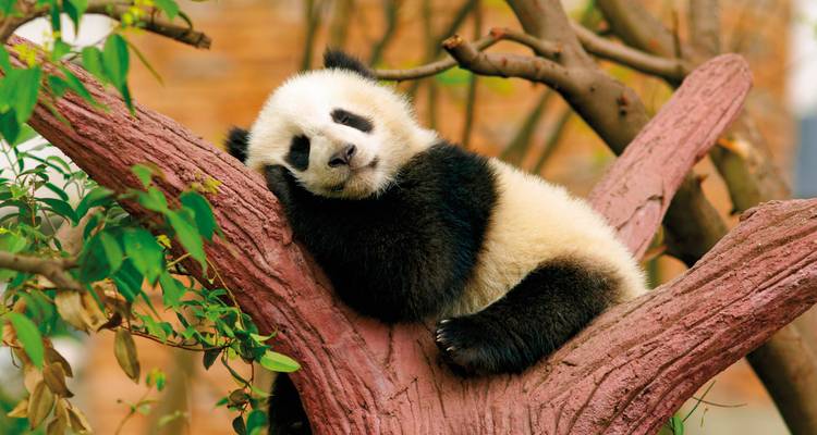 Panda, der sich auf einem Ast ausruht.