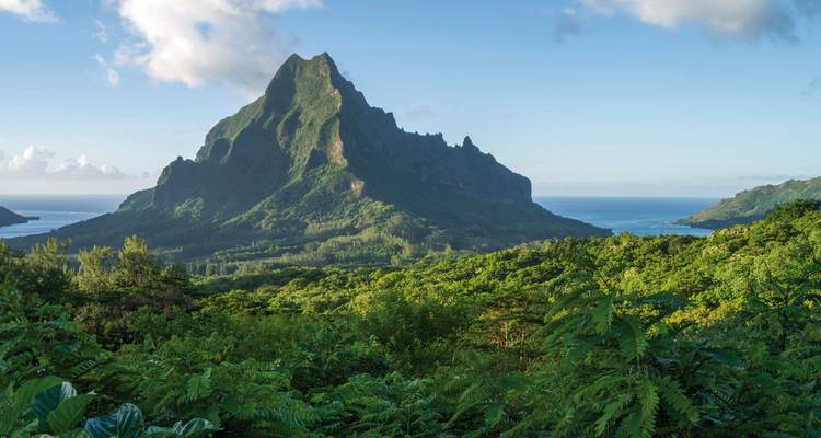 Vue du sommet de montagne avec un premier plan verdoyant luxuriant et l'océan.