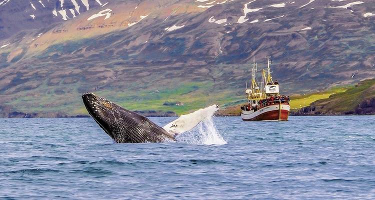 Whale breaching with boat in the distance and mountains in the background.