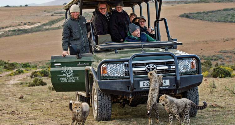 Touristen in einem offenen Safari-Fahrzeug beobachten verspielte Gepardenjunge, die sich über trockenes Grasland nähern.