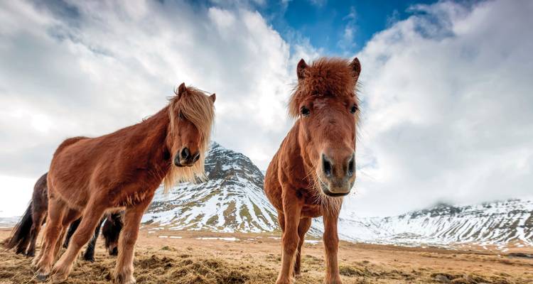 Twee paarden die samen staan op besneeuwde grond