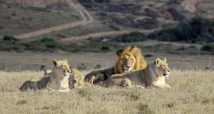 Pride of lions resting on the savannah.