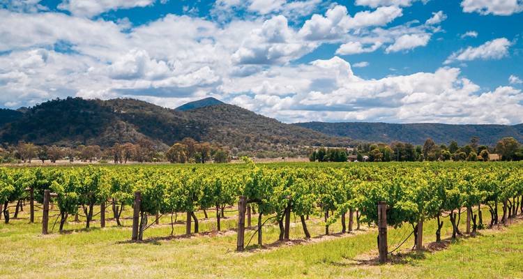 Weinberg mit Gebirgskette im Hintergrund unter blauem Himmel.