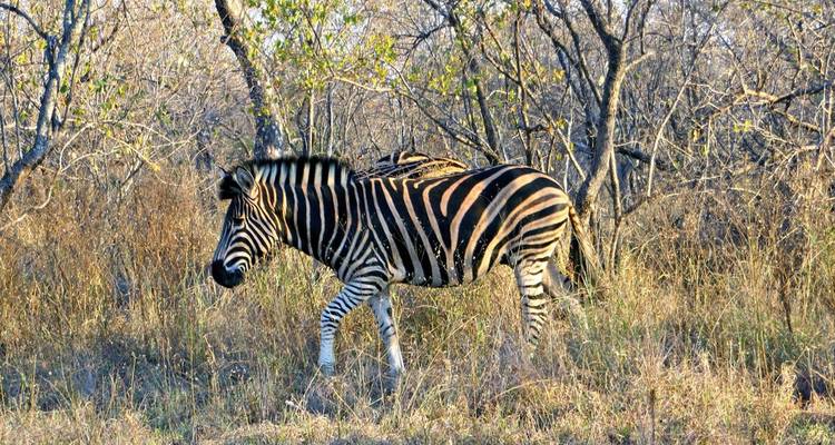 Zebra, das durch eine Buschlandschaft wandelt