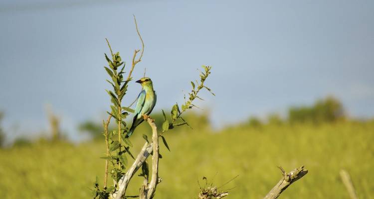 Kleurrijke vogel neergestreken op een tak.