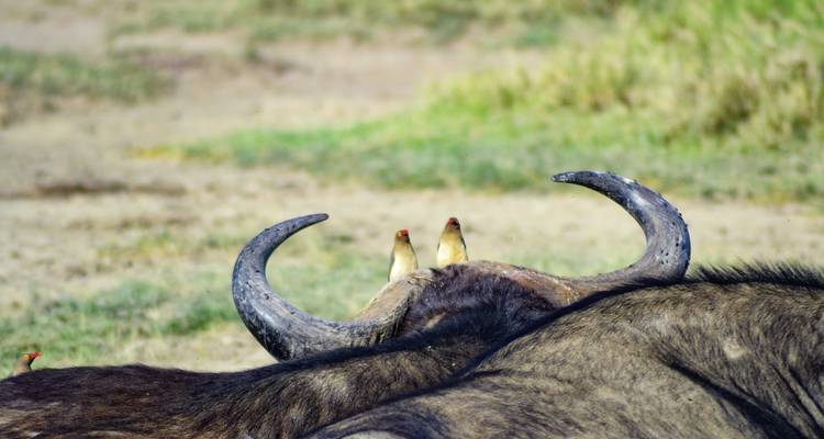 Twee vogels zaten op een buffel.