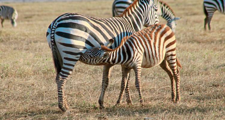 Zebraveulen dat drinkt bij zijn moeder op de savanne.