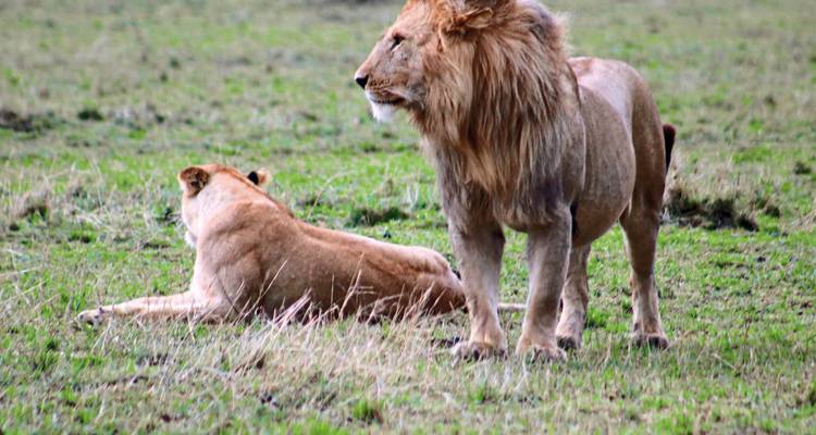 Mannelijke en vrouwelijke leeuw rustend op grasrijke vlaktes.