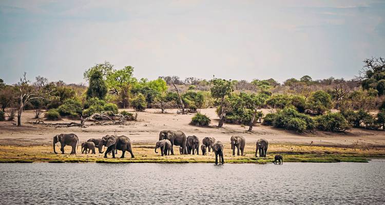 Éléphants près de l'eau dans un cadre naturel.