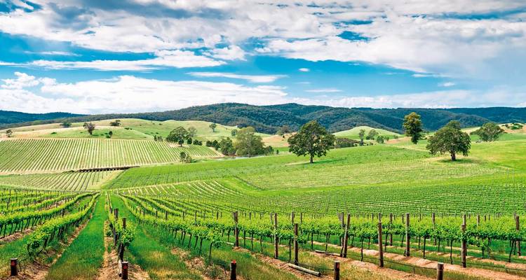Sanfte Hügel und Weinberge unter einem strahlenden Himmel.