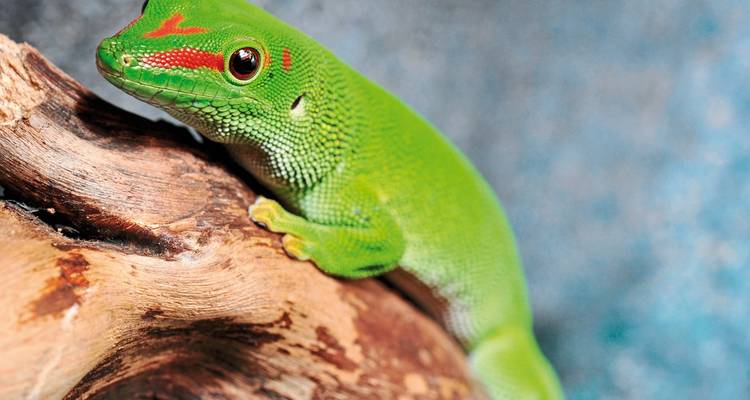 Gecko vert sur une branche en bois.