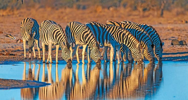 Herd of zebras drinking water from a waterhole at sunset.