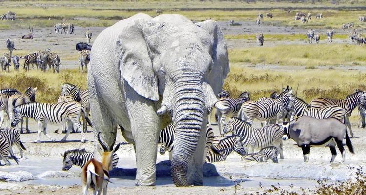Elephant among a large herd of zebra in a dry landscape.