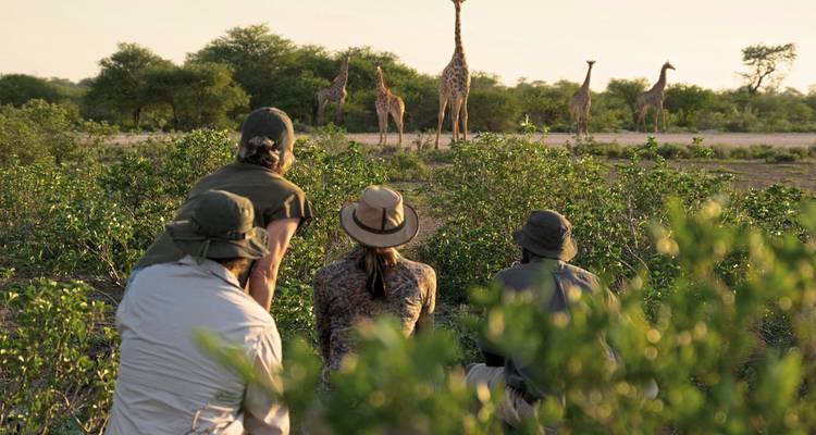 Kleine Gruppe von Safariwanderer duckt sich hinter Büschen und beobachtet Giraffen in der Savanne während der goldenen Stunde.
