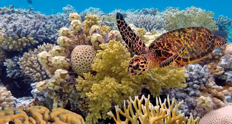 Eine farbenfrohe Meeresschildkröte gleitet über lebendigen Korallen und Rifffauna in kristallklarem Wasser.