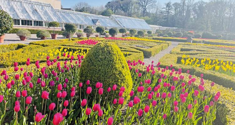 Colorful tulip gardens with glasshouses in the background.
