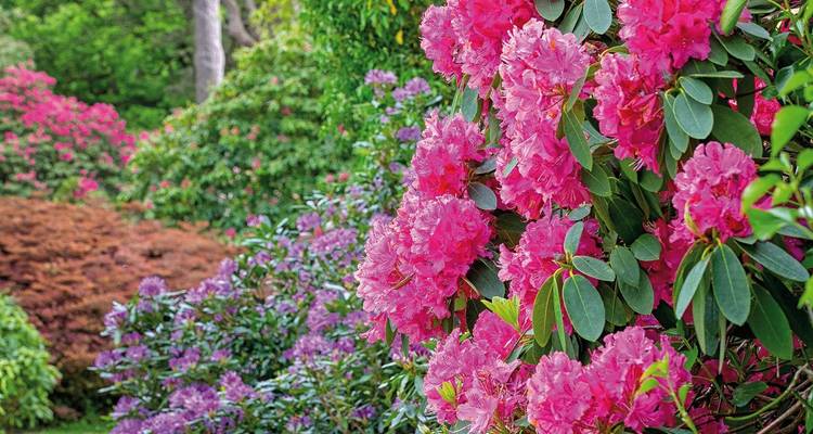 Vibrant display of pink and purple flowers in a lush garden.