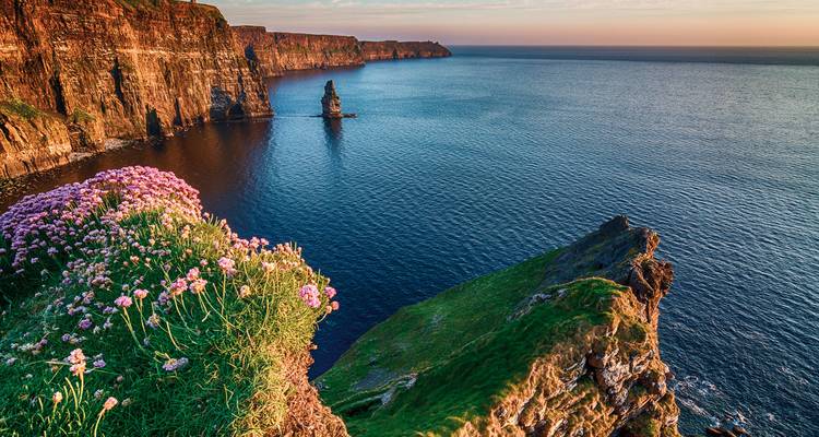 Cliffs of Moher bei Sonnenuntergang mit rosa Blumen.