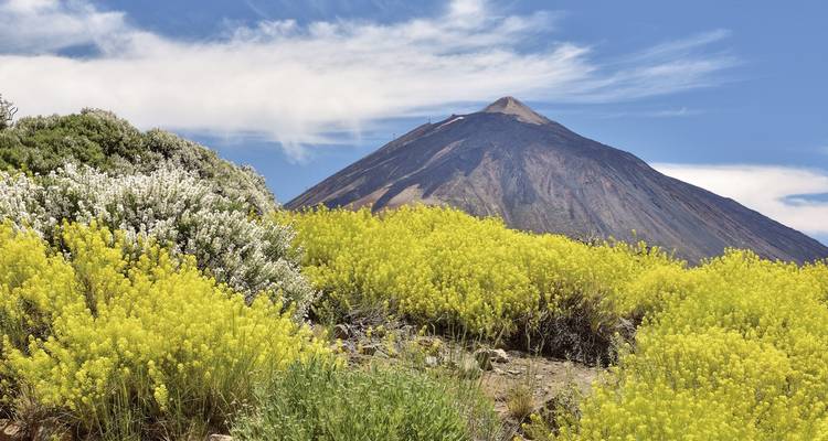 Ein markanter Berg mit bunter Blütenpracht im Vordergrund.