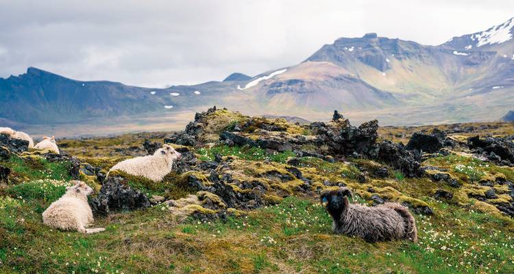 Schafe grasen auf einem moosigen Feld mit Bergen im Hintergrund.