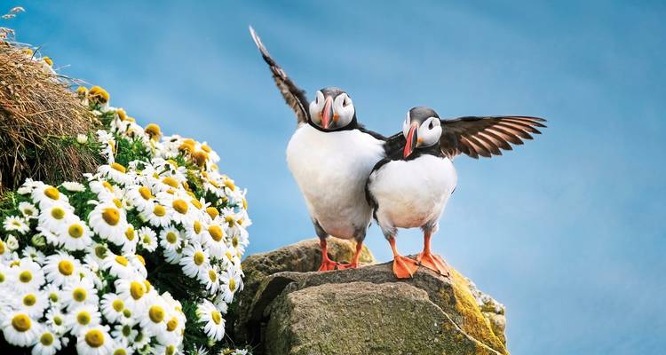 Zwei Papageitaucher auf einem Felsen mit Blumen.