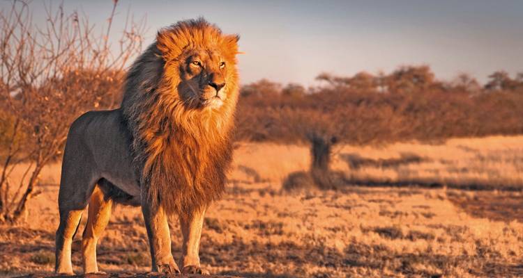 Majestätischer Löwe, der stolz auf trockenem Grasland steht.