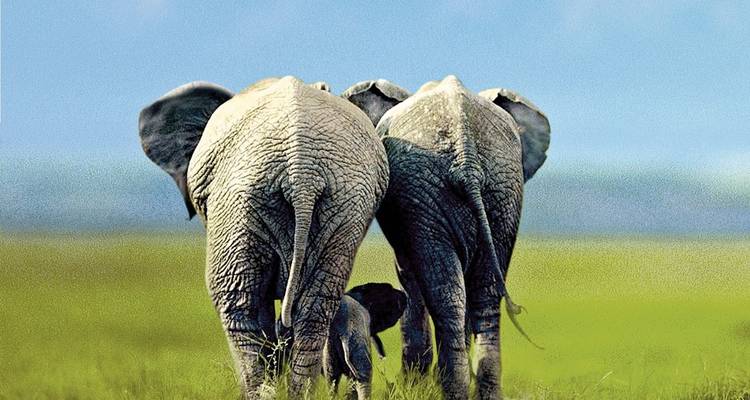 Dos elefantes adultos y un elefante bebé caminando sobre la hierba.