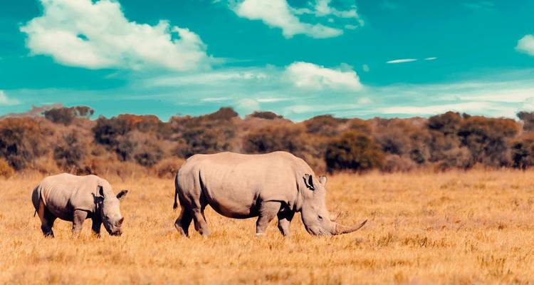 Rinocerontes caminando a través de un paisaje herboso abierto.