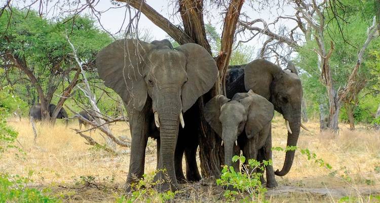 Familia de elefantes parada en la sombra bajo un árbol.